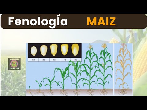 "El Maíz en Todas sus Etapas: Fenología en Detalle 🌽🔍