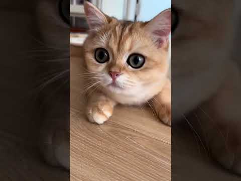 So beautiful || 🐈😻❤️