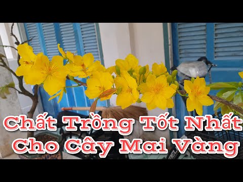 Xem Hoa Mai Nở - Chất Trồng Tốt Nhất Cho Cây Mai Vàng - 24.01 ÂL