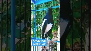 Download lagu KACER GACOR ON NGEPLAY FULL MATERI #kacer gacor #kacer konslet #kacer materi mewah #pancingan kacer mp3