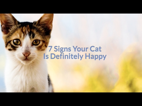7 Signs Your Cat is Happy - Cuteness.com - YouTube