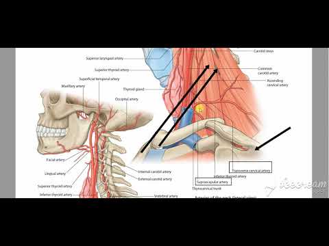 vessels deep to sternomastoid 3