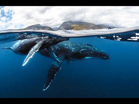 Tauchen vor den Inseln von Tahiti