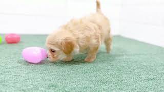 ハーフ犬の動画01