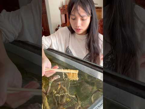 Lấy mì tôm của cá ăn hả