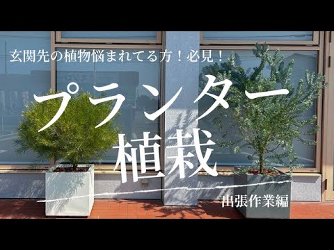 テラスまたはバルコニー用の鉢植えのオリーブの木 - アドバイスと写真  庭園