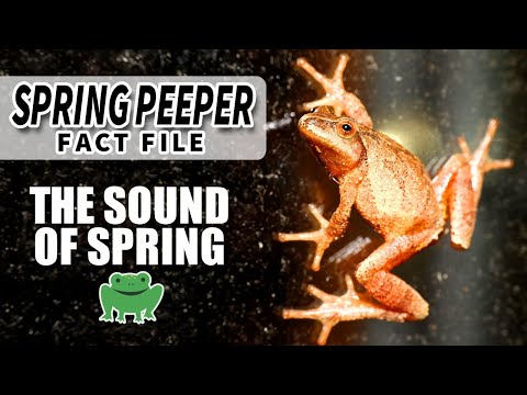 Spring Peeper Facts: the FROG that starts SPRING | Animal Fact Files