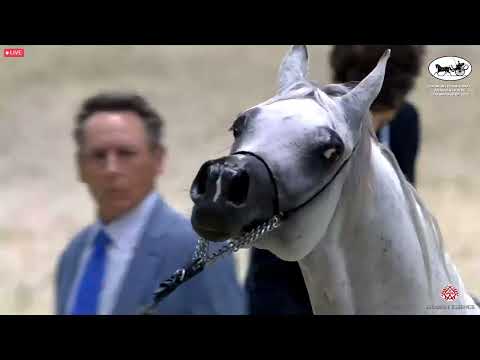 N 65 BASMAH ALBIDAYER   Dubai International Arabian Horse Championship 2022   Mares 7 9 years old Cl