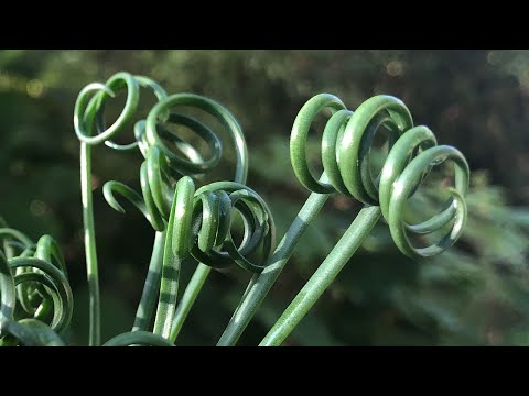 The "Frizzle Sizzle Plant" - How to grow  and Care For Albuca spiralis