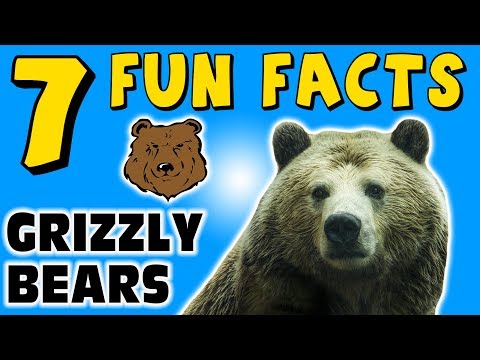 download lagu mp3 mp4 Grizzly Bear Colors, download lagu Grizzly Bear Colors gratis, unduh video klip Grizzly Bear Colors