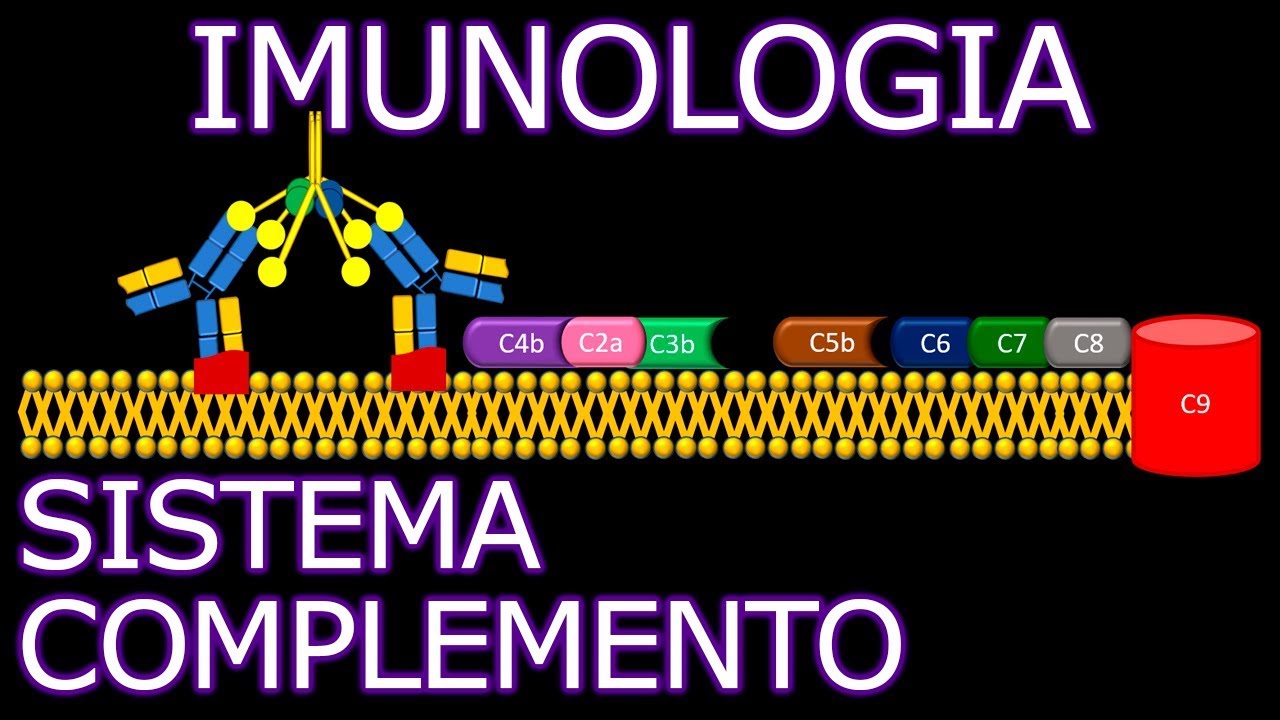 Aula: Imunologia - Sistema Complemento | Imunologia #8