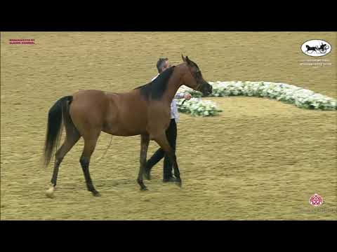 N 186 DOHA AL TAYYAR   Qatar National Arabian Horse Championship 2021   Fillies 2 Years Old Class 4A