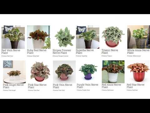 download lagu mp3 mp4 Common House Plants, download lagu Common House Plants gratis, unduh video klip Common House Plants