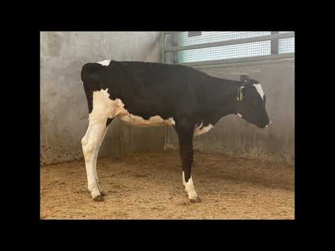 Lot 37. Hullcrest Unix Aranga