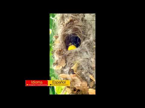 A baby looking out for mommy. Low nest. Easily targeted by predator. #plantatree #loveearth