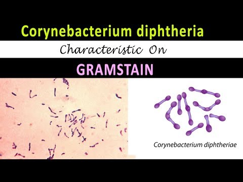 corynebacterium spp kenet férfiakban