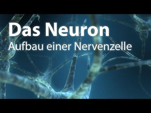 The Neuron | Structure of a Nerve Cell