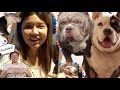 DAILY VLOG EP 1 NGERAWAT ANAK ANJING SULTAN SELAMA 3 MINGGU TIDURNYA NYICIL PART 1
