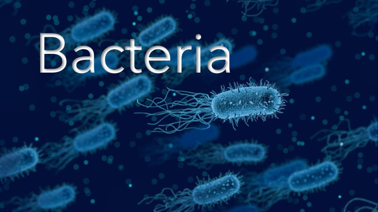 Lecture 2: Bacteria