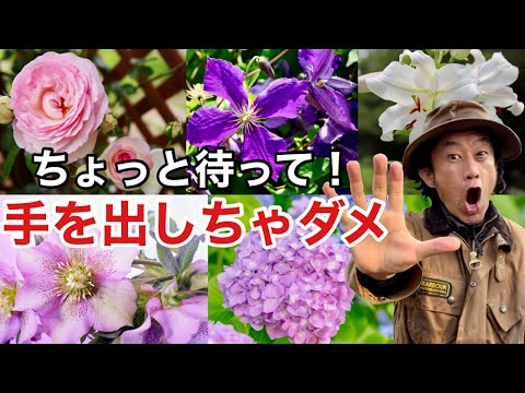 これらの 12 種類の風に強い植物は、風の強い庭で育てるのに最適です  庭園