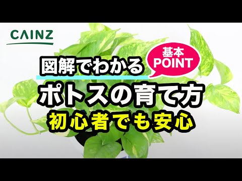 園芸 ヨセフのマント、クロトン