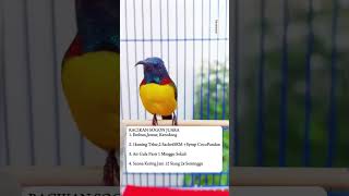 Download lagu king thrush bird sound lure #bird #office chirping #lovebird chirping #chirpingmania mp3
