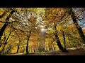 Bosque de Fabucao - Allison Moorer: Is Heaven Good Enough for You