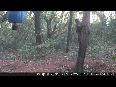 Bicharada na ceva / Bugs in the bait