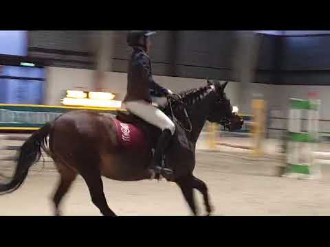 EBZ CSO CHEVAL EXPO NANCY J1