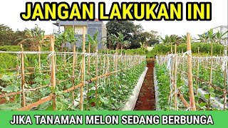 Download lagu JANGAN LAKUKAN IN..! IDI SAAT TANAMAN MELON PROSES POLINASI mp3 Download lagu JANGAN LAKUKAN IN..! IDI SAAT TANAMAN MELON PROSES POLINASI mp3