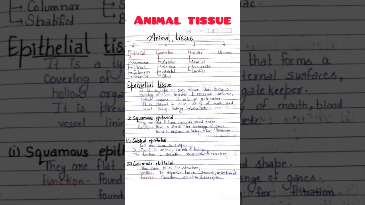 Animal tissue handwritten notes class 9 #shorts