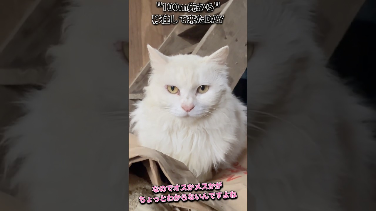 "DAY165"「主を訪ねて3000歩」 #ファーム生活 #猫のいる暮らし #cat #猫好きさんと繋がりたい  #shorts