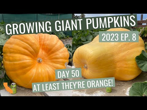 Day 50 Check In - Ep. 8 - Growing Giant Pumpkins 2023