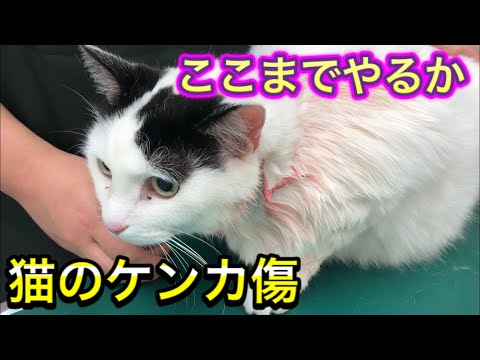 首に傷を負った猫 - 原因とその治療方法