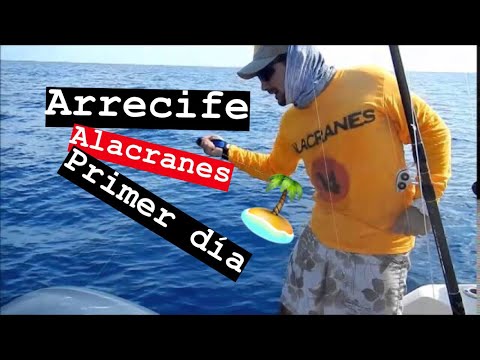 ARRECIFE ALACRANES PRIMER DIA