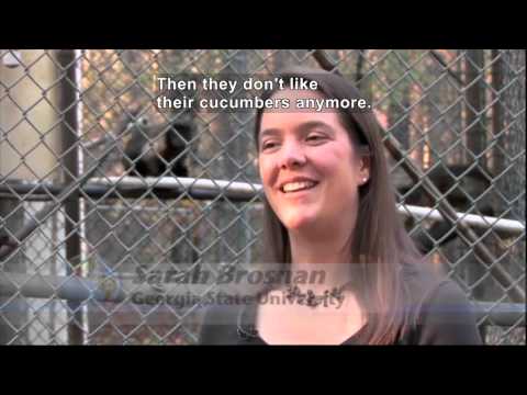 Monkey Business (Accessible Preview)