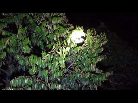 25/4 xả nhị mùa 4 năm 2023