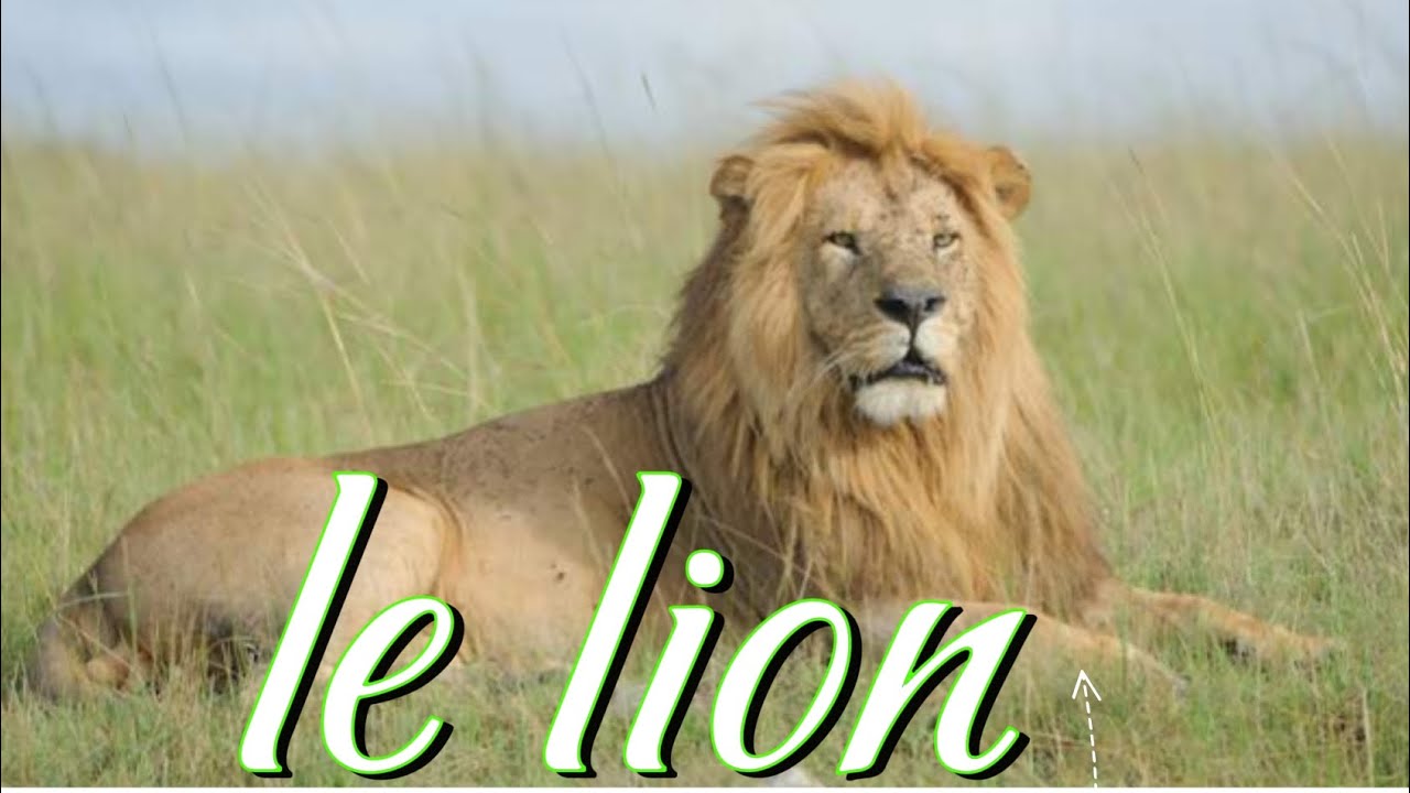 tout ce que vous devez savoir sur le roi des animaux !