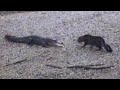 Now Who's The Scaredy Cat? | Alligator vs ...