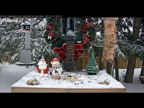 Gray Jay makes multiple visits Ontario FeederWatch Cam   Video 2017 12 19 154801