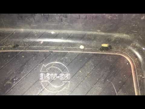 Alien pod ID? Isopod?  Good guy?