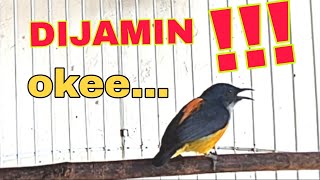 Download lagu kemade bunga api gacor, pancingan kemade paling oke mp3