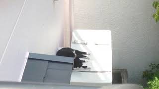 気持ち良さそうに寝る猫さん