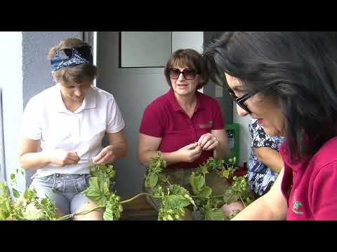 Hopfenerntefest in Buchkirchen