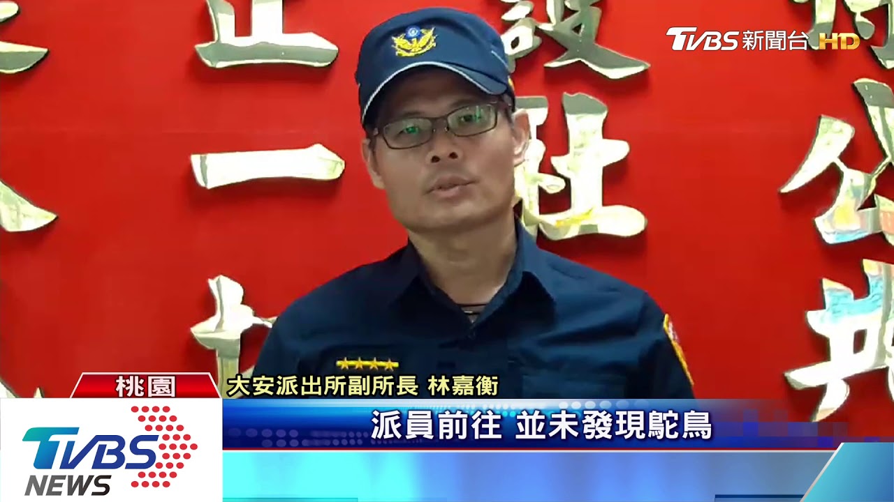 鴕鳥逛大街! 馬路亂竄追車「逆向」險遭撞