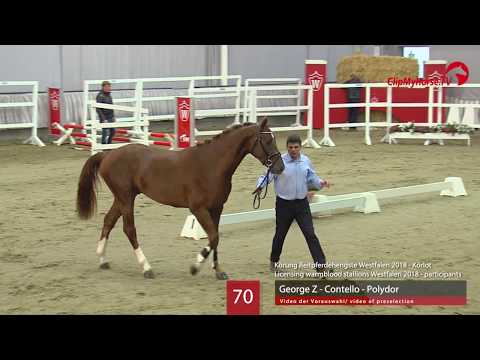 70 Hengst v. George Z -  Contello - Polydor