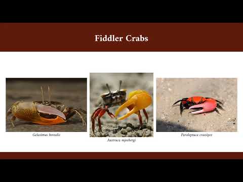 Fifty shades of red: Color variation in fiddler crabs' claws