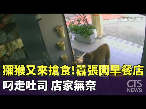獼猴又來搶食！　囂張闖早餐店叼走吐司　店家無奈