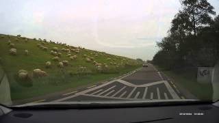 preview picture of video 'Gefilmd met Dashcam: Een kudde schapen op de flanken van een zeedijk in Nieuwvliet Zeeland'