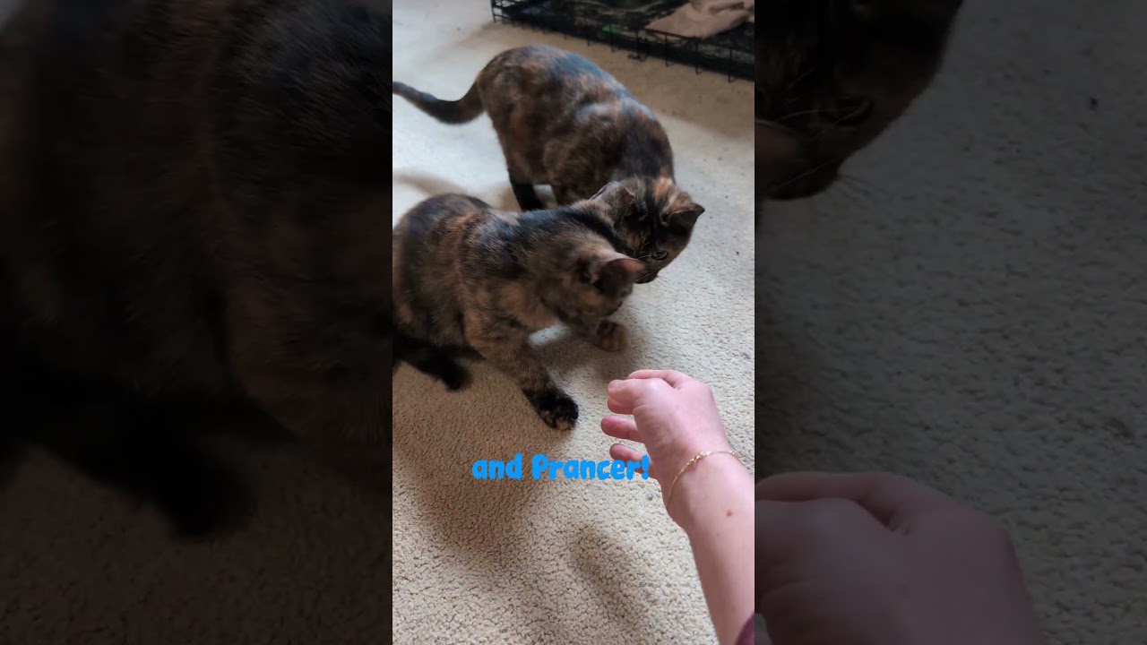 Enlarge Prancer, a Adoptable Domestic Short Hair in Woodbridge, VA video 3/3